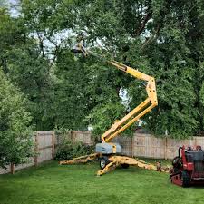 Best Hazardous Tree Removal  in River Grove, IL