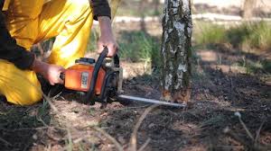 Why Choose Our Tree Removal Services in River Grove, IL?