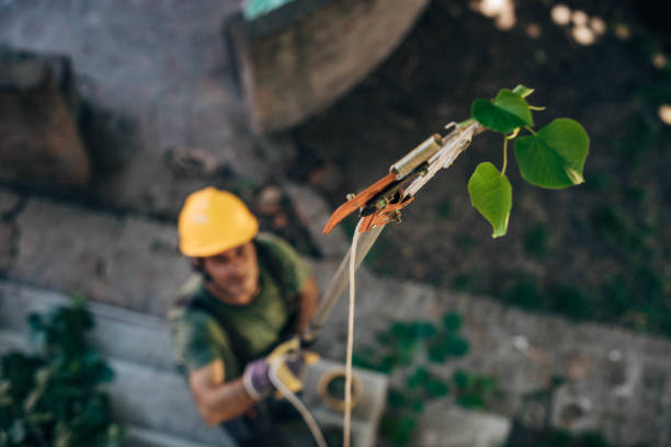 Best Tree Trimming and Pruning  in River Grove, IL