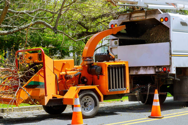 Best Leaf Removal  in River Grove, IL