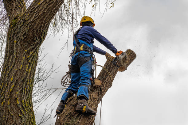 Best Tree and Shrub Care  in River Grove, IL