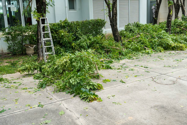 Best Hedge Trimming  in River Grove, IL