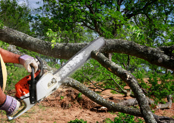 Best Utility Line Clearance  in River Grove, IL